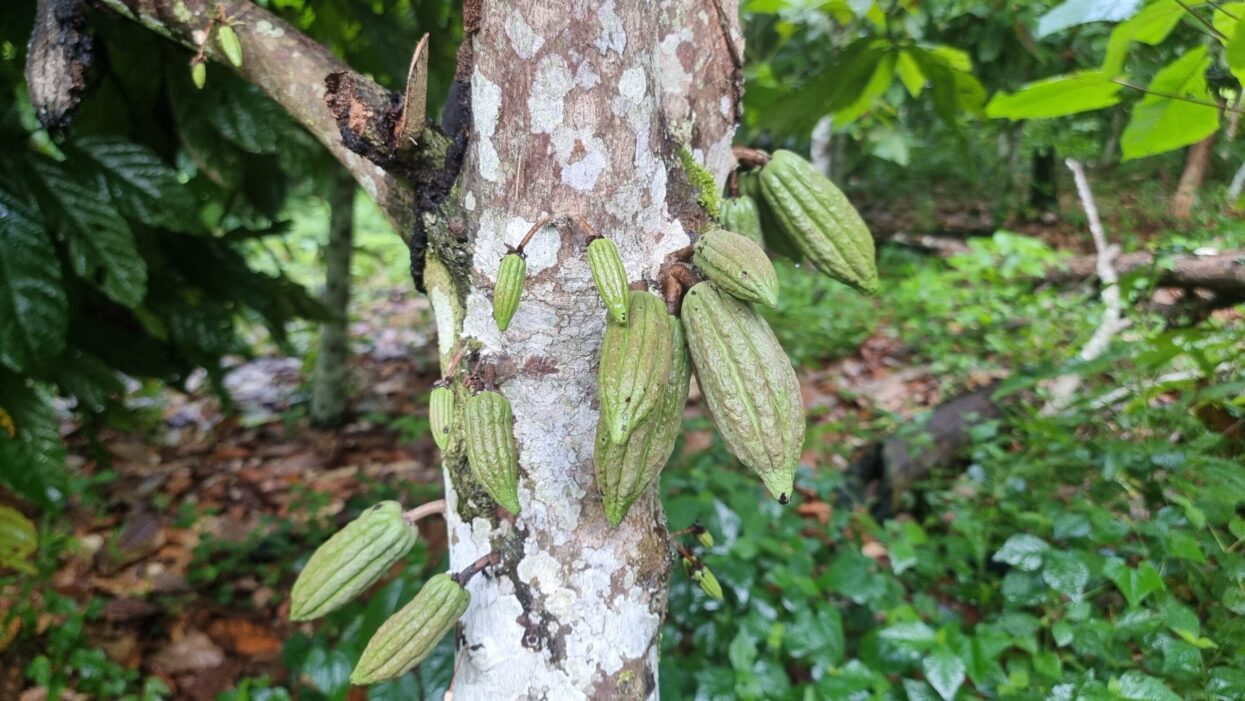 VENEZUELA Amazonas Dacoto