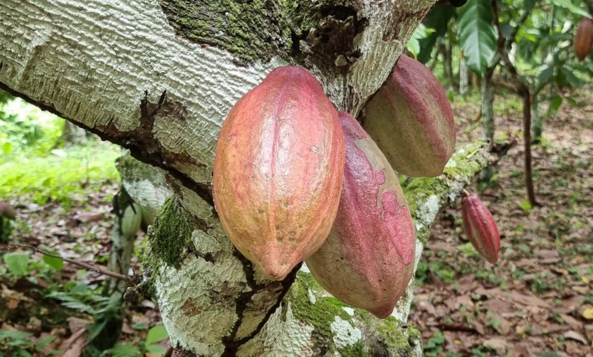 VENEZUELA Criollo Choroni