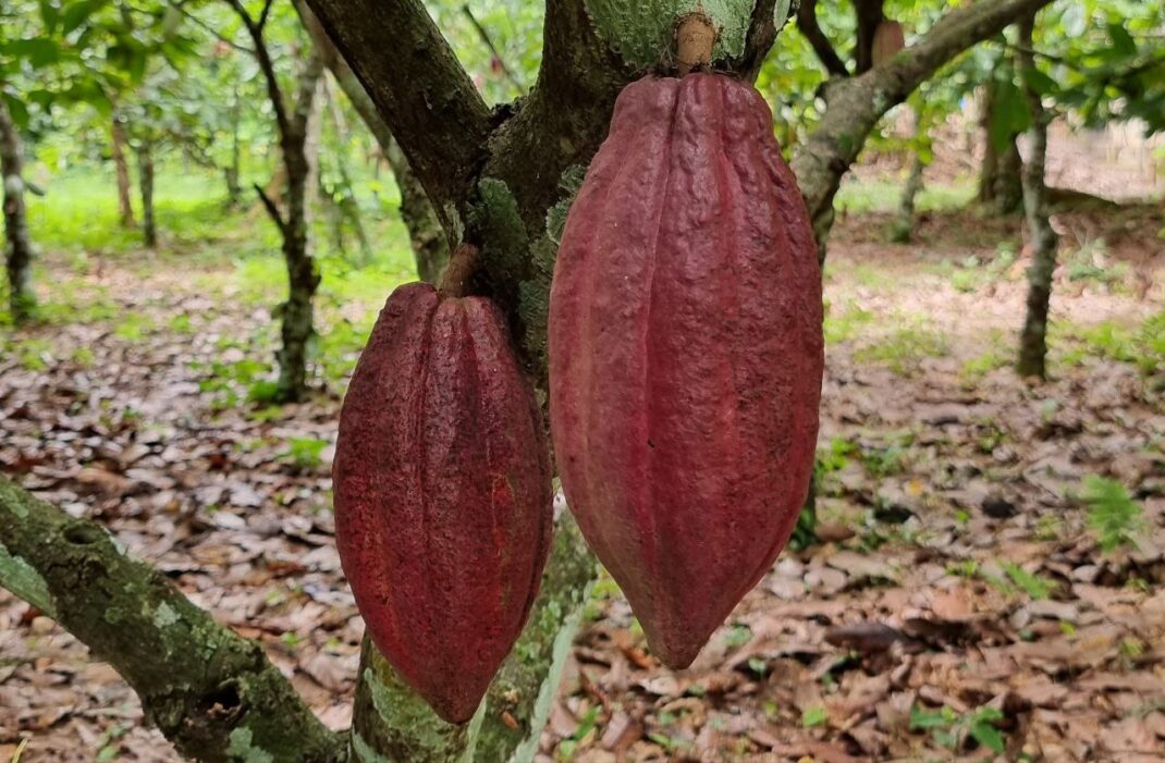 VENEZUELA Amazonas Rimoaje