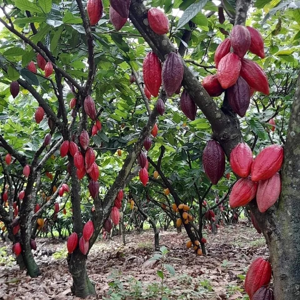 VIETNAM DAK LAK