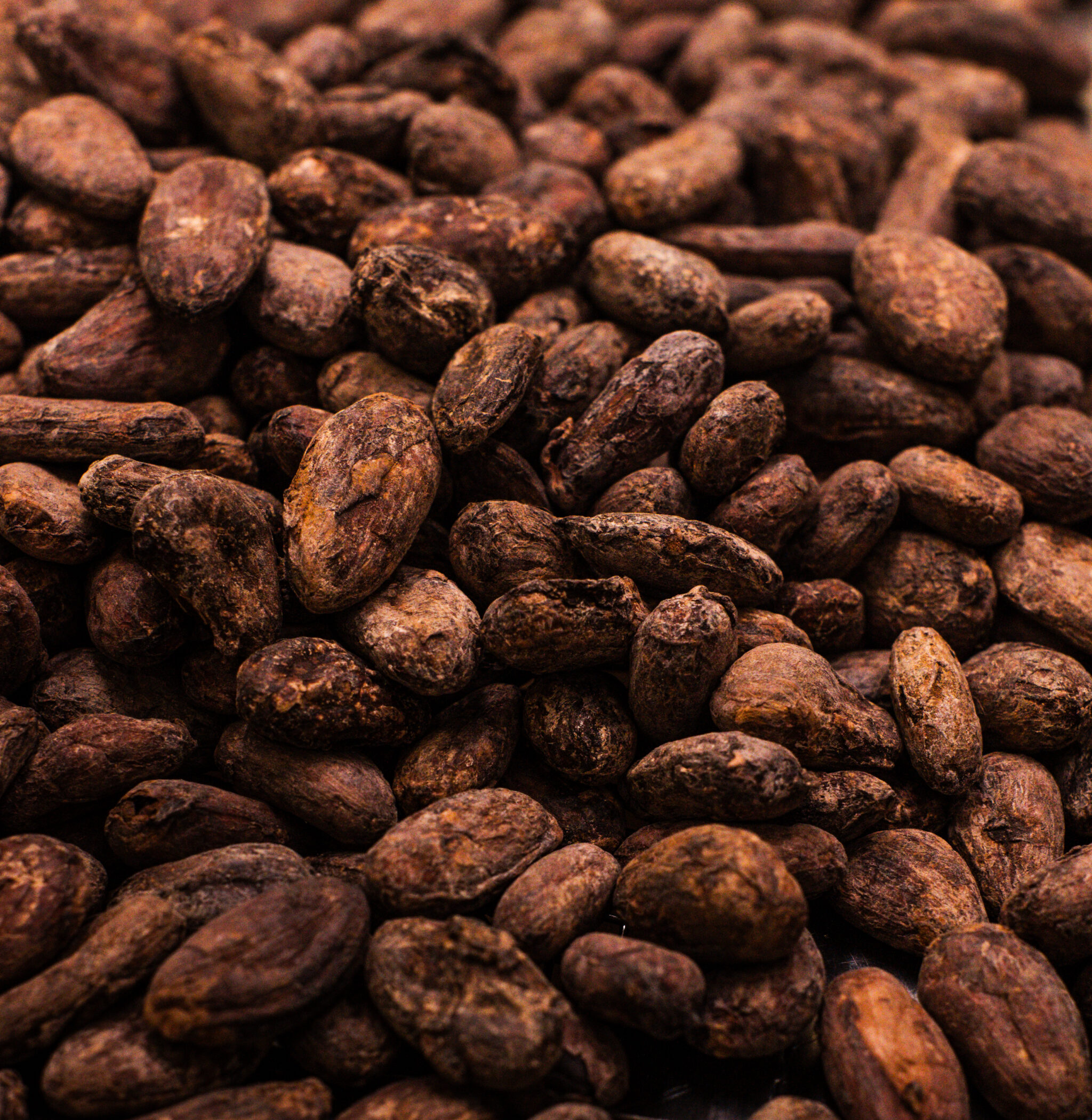Cocoa beans